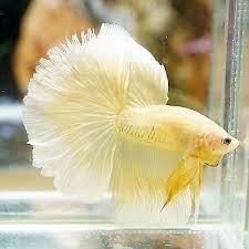 Finding The Best Betta Fish Food For Your Betta Fish Betta Fish Care Betta Fish Betta Betta Fish Tank