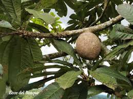 Image result for Pouteria pseudoracemosa