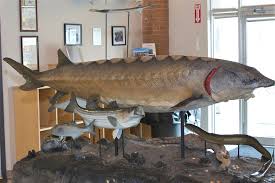 Hatched in the freshwater of rivers, atlantic sturgeon head out to sea as juveniles, and return to their birthplace to spawn, or lay eggs, when they reach adulthood. Hudson River Animal Of The Month Atlantic Sturgeon Center For The Urban River At Beczak Sarah Lawrence College