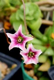 Image result for Piaranthus atrosanguineus