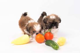 ((((pending sale)))) beautiful solid black male shihtzu. Imperial Shih Tzu Are They Different From Standard Shih Tzus