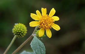 Image result for Aspilia mossambicensis