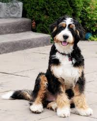 Black Bernese Mountain Dog Poodle Mix Bernedoodle Bernedoodle Dog Breeds Cute Dogs