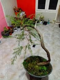 We did not find results for: Bonsai Sapu Sapu Cucur Atap Shopee Indonesia