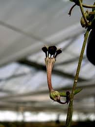 Image result for Ceropegia rendallii