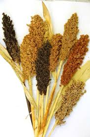 Image result for Sorghum