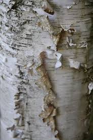 Birch Tree Bark And Stone Coupon White Tree Bark Tree Textures Birch Bark Tree Bark