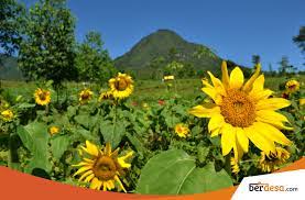 Lihat ide lainnya tentang bunga, bunga matahari, rangkaian bunga. Berburu Foto Di Kebun Bunga Matahari Jogja Berdesa