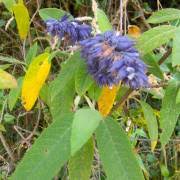 Image result for Achyrospermum aethiopicum