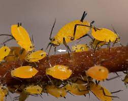 Not All Aphids Are Vegans Don T Forget The Roundabouts