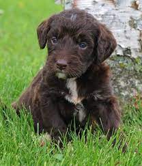 Swissridgegoldenmountaindoodle Cute Dogs And Puppies Unique Dog Breeds Rare Dog Breeds