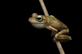 Image result for Fadogia gossweileri