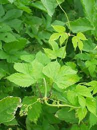 Aber auch im garten können sie diesen anbauen. Hopfen Wikipedia