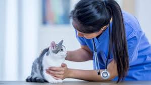 How long do outdoor cats live? Cancer In Cats Symptoms Treatment Purina
