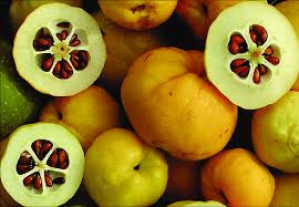 Image result for Chaenomeles japonica