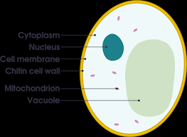 Q12.€€€€€€€€€ the drawing shows an animal cell, seen at a very high magnification using an electron microscope. Download Open Animal Cell Diagram Gcse Full Size Png Image Pngkit