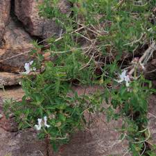 Image result for Ancylobothrys