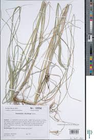 Image result for Cenchrus geniculatus