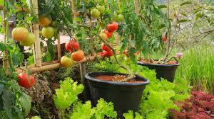 But give the little root hairs any reasonable time to be. 7 Secrets To Growing Fruit Trees In Containers Homesteading