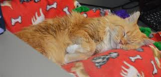 Living with cat mammary cancer: Oral Tumors Animal Cancer And Imaging Center