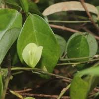 Image result for Teramnus micans