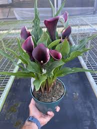 Image result for Zantedeschia