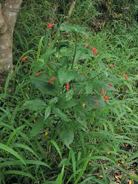 Image result for Ruellia brevifolia