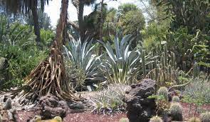 See more of british cactus and succulent society on facebook. Cactus And Succulents For Marylanders You Bet Homestead Gardens Inc