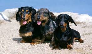 Dachshund Dog Breed Information