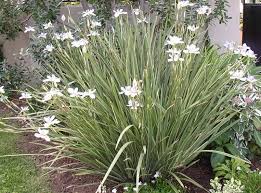 Image result for Dietes