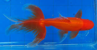 Goldfish Excellent Red Watonai Goldfish Beautiful Fish Fish Tank