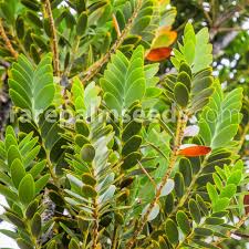 Image result for Agathis