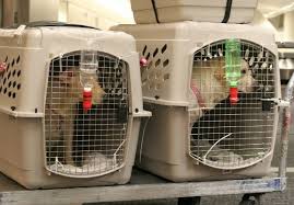 This service is commonly used when the animal's owner is moving house. Is Taking Your Pet On An Airplane Worth The Risk Travel Smithsonian Magazine