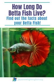 How Long Do Betta Fish Live Tips To Increase Your Bettas Lifespan Betta Betta Fish Betta Fish Tank Mates