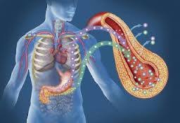 Resultado de imagen para imagen toxinas y metabolismo