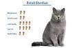 Short Hair Cat Breeds - cat-breed-info