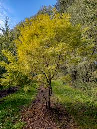 Image result for Styphnolobium