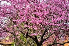 Commonly called red maple due to the reddish flowers in late winter and the red fall color. Tennessee Trees Flowering This Spring Nashville Landscaping