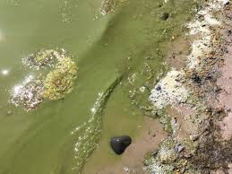 Ecology of baltic coastal waters. Algblomning Twitter Search