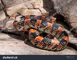 Coral Snake Mimic The Texas Long Nosed Snake Rhinocheilus Lecontei Tesselatus A Brightly Colored Red Black And White Snake Coral Snake Snake Coral