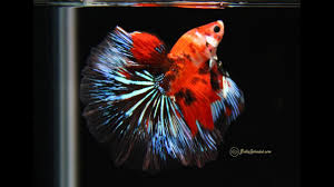 Male halfmoon betta (page 1) galaxy koi halfmoon female betta (released!) male halfmoon king betta fish these pictures of this page are about:male halfmoon betta Phoenix Rising Galaxy Koi Halfmoon Betta And He Is On Fire Youtube