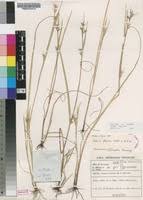 Image result for Scleria tessellata