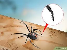 Widow spiders and false widow spiders (also called cupboard spiders) differ in size, which is probably the main reason that false widow spider bites are unpleasant but not the kind of thing that commonly send people to the er. 10 Ways To Identify A Black Widow Spider Wikihow