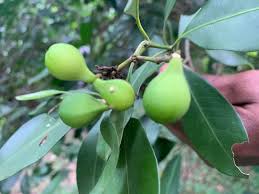 Image result for Hunteria