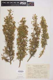 Image result for Euryops subcarnosus