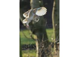 Barn owl is a strigiforme friend that appeared in the original kemono friends mobile game. Barn Owl Tyto Alba Natural History Museum