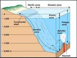 What Are The Differences Between Benthic And Pelagic Zones