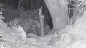 See more of leopard tours zanzibar on facebook. Zanzibar Leopard Captured On Camera Despite Being Declared Extinct Inside Edition