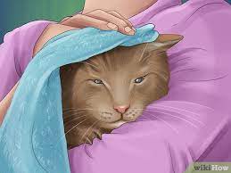 Ini juga memungkinkan penetrasi sampo antijamur topikal yang lebih menyeluruh. Cara Menghilangkan Lem Tikus Yang Menempel Pada Kucing 12 Langkah