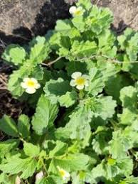 Image result for Pedalium